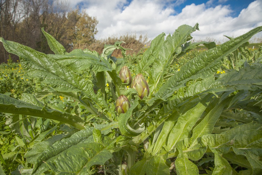 carciofi-0494