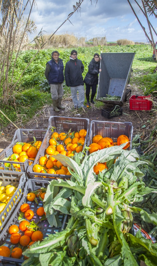 carciofi-0541