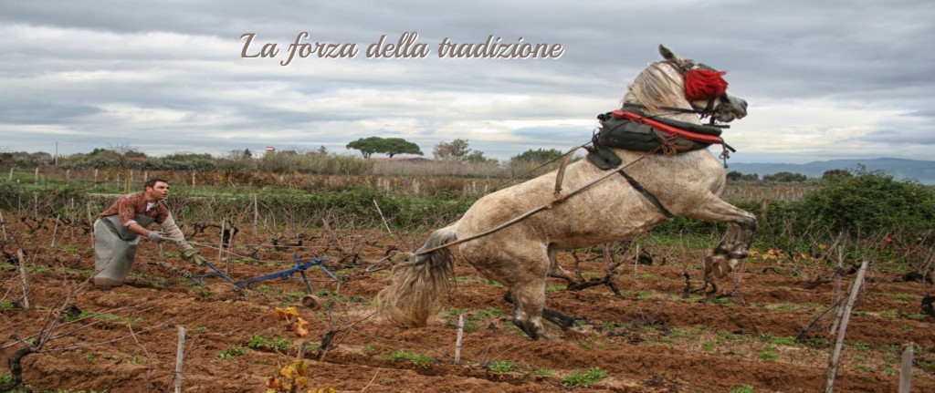 mogoro cavallo