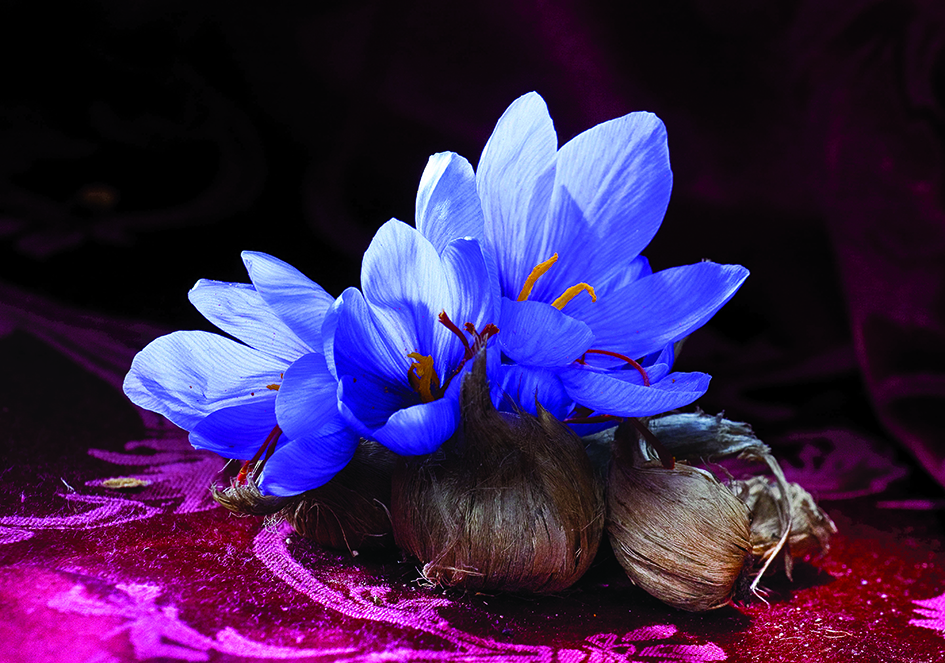 zafferano-still life WEB